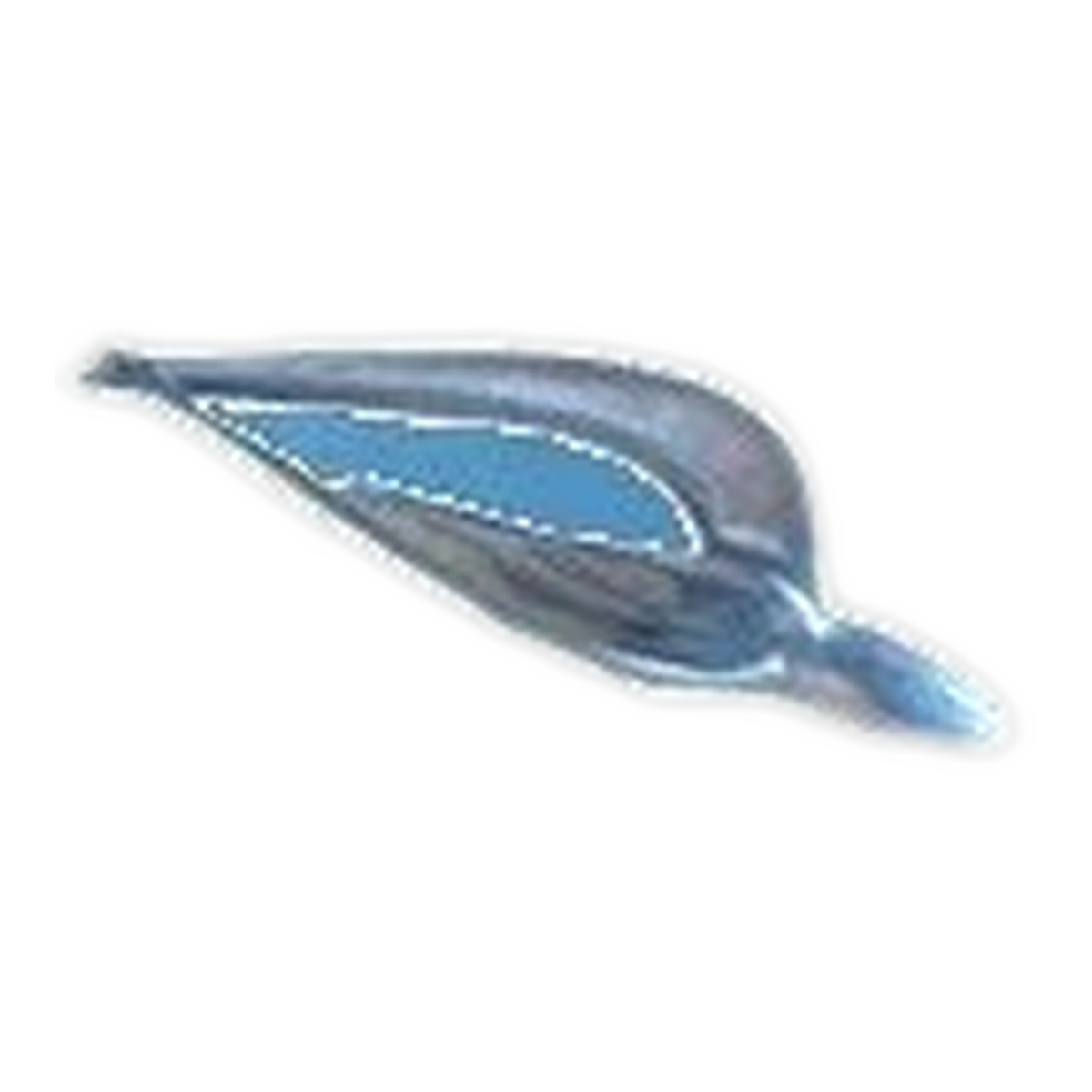 L'hirondelle Aronde L'hirondelle Aronde